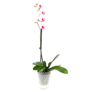 PHALAENOPSIS